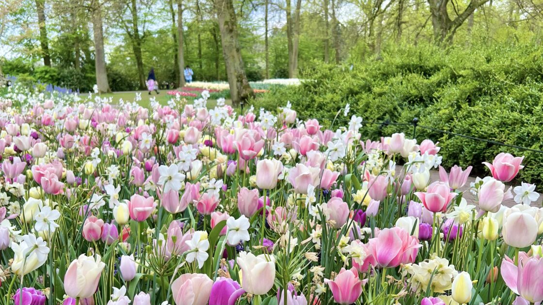 オランダのキューケンホフ公園とチューリップの花畑