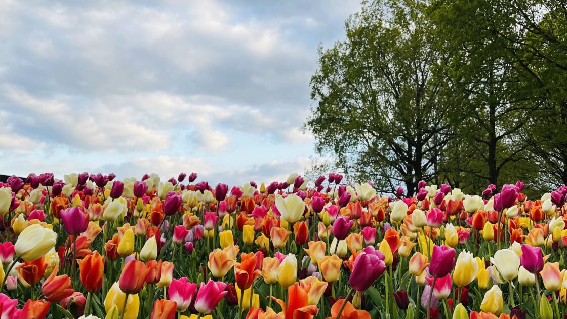 オランダのキューケンホフ公園とチューリップの花畑