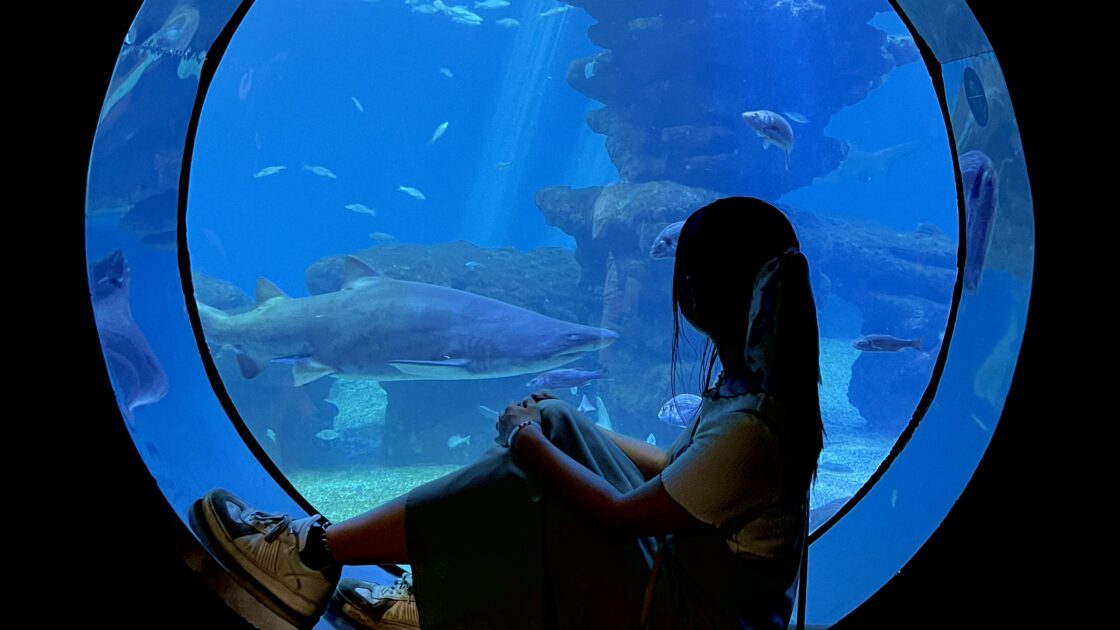 スペインのマヨルカ島のパルマアクアリウム水族館