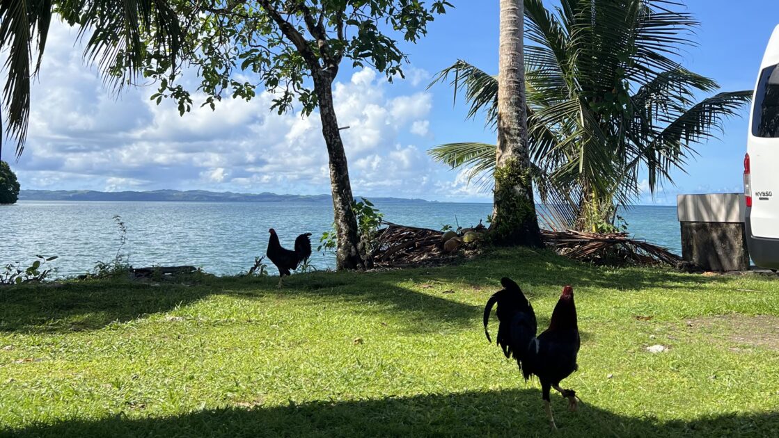 パラオの首都コロールから行った離島での美しすぎる海と島と鶏の写真