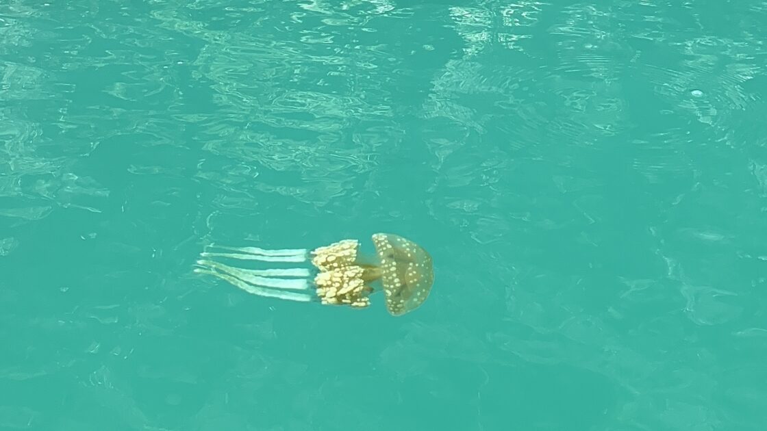 パラオの首都コロールから行った海で見たゴールデンジェリーフィッシュ