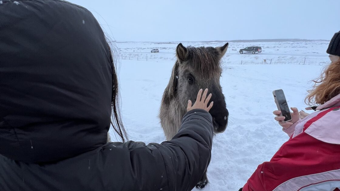 アイスランド レイキャヴィク 馬