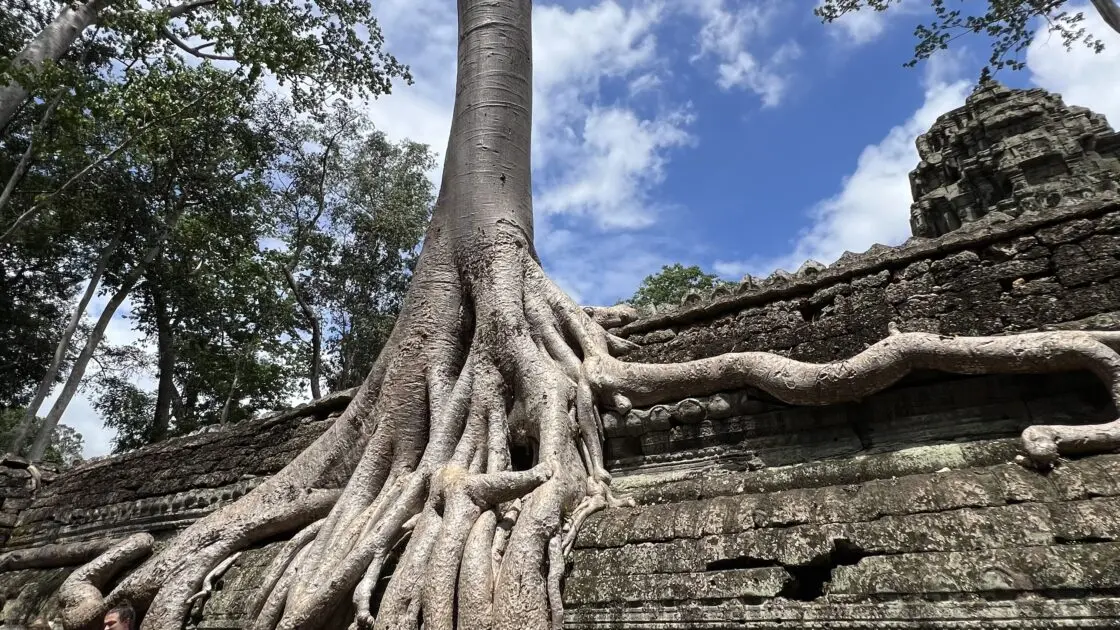 カンボジアのシェムリアップにある世界遺産アンコールワットと遺跡群とガジュマル
