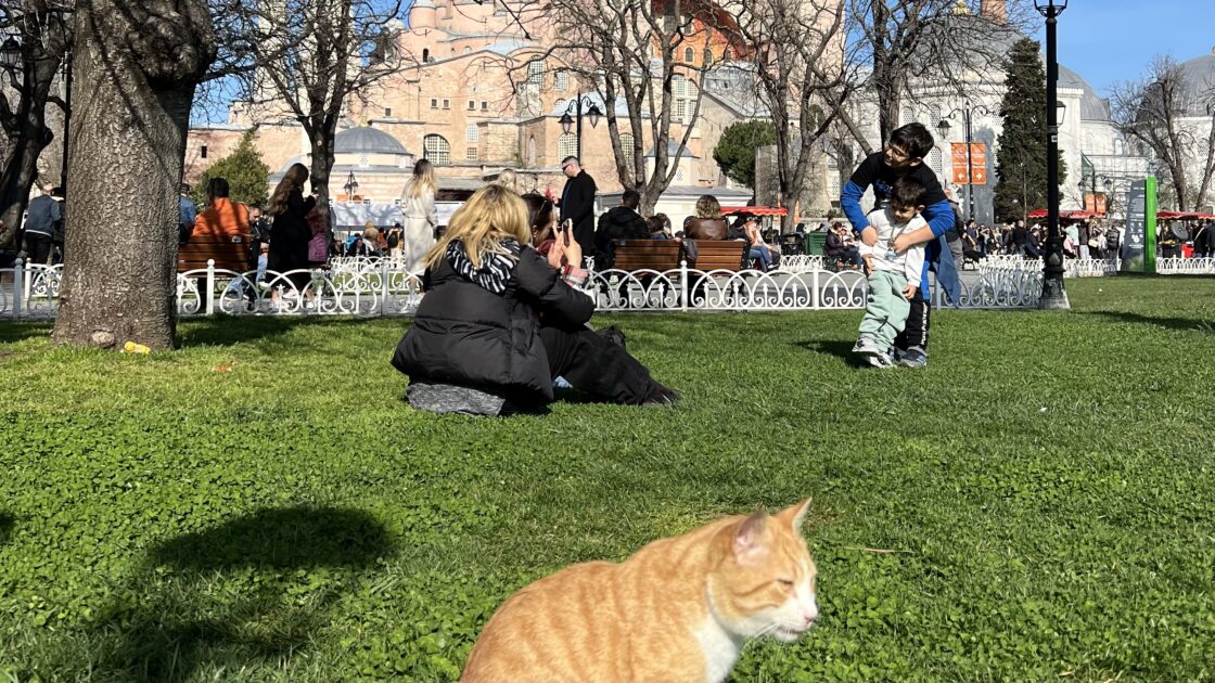 トルコイスタンブールのアヤソフィアと猫
