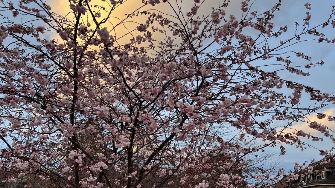 スイスのジュネーブの街並みと花