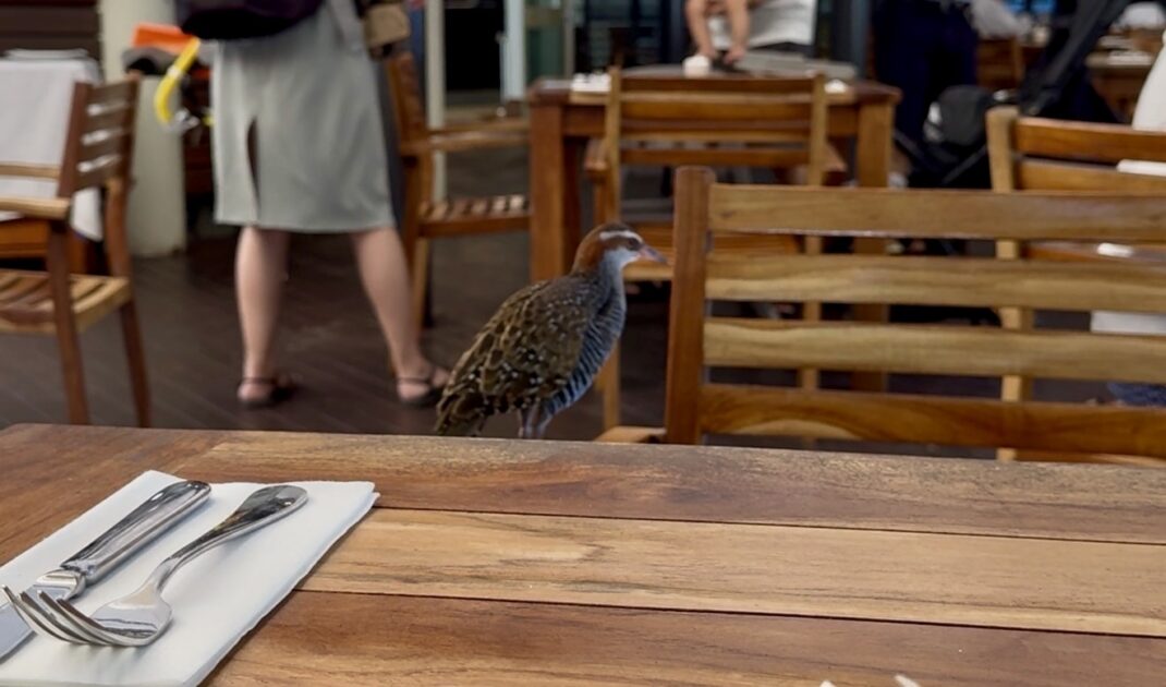 グリーン島のエメラルドレストランの雰囲気