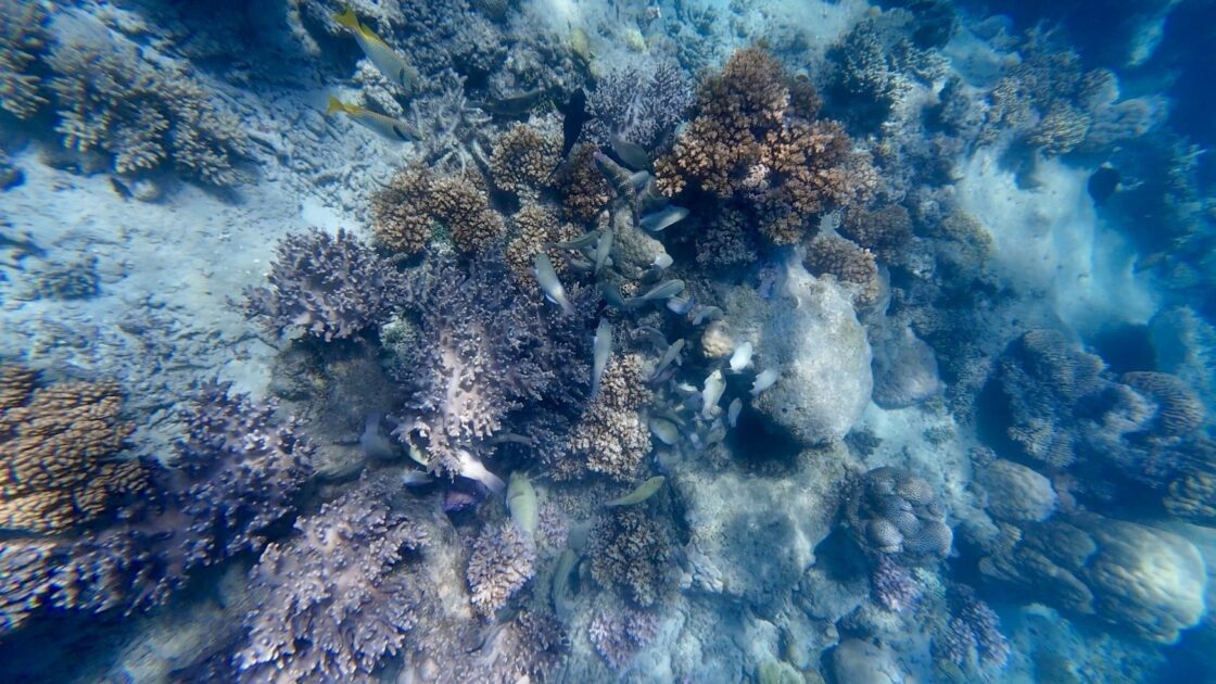 グリーン島のグレートバリアリーフとサンゴと小魚