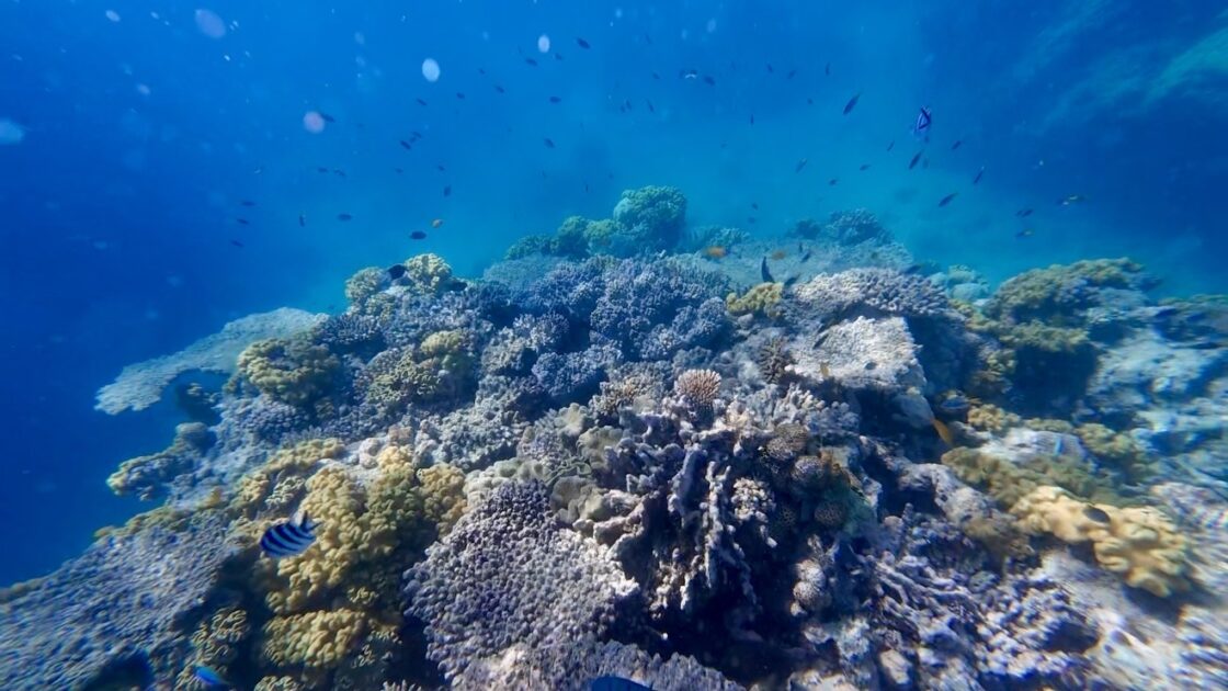 シュノーケリングで出会ったグリーン島のグレートバリアリーフとサンゴと小魚