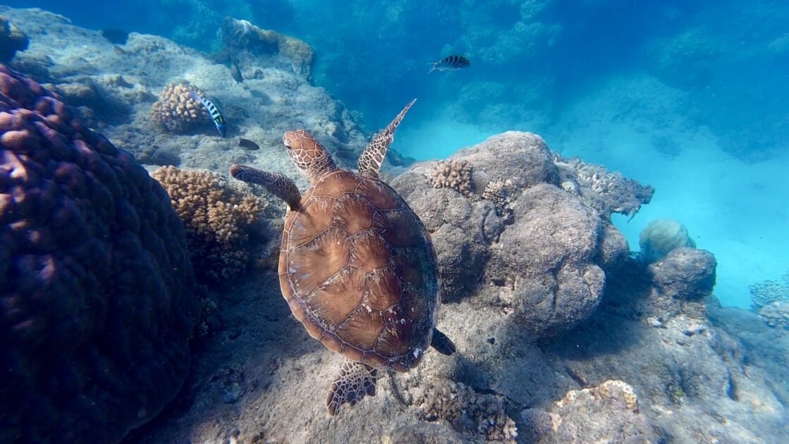 シュノーケリングで出会ったグリーン島のグレートバリアリーフとウミガメ
