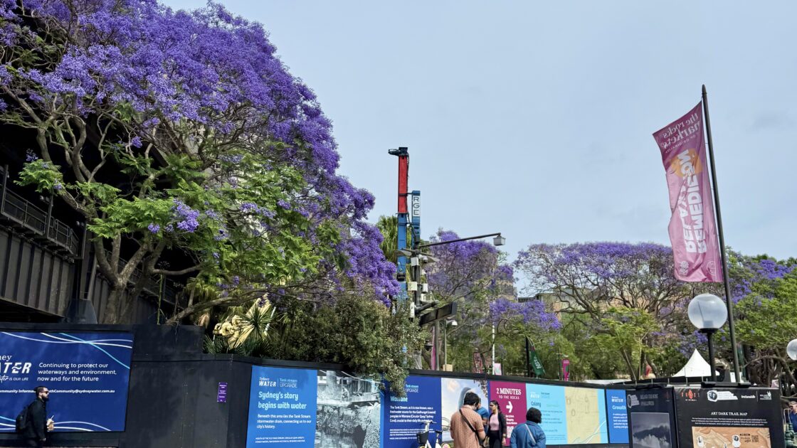 シドニーの街並みと満開のジャカランダ