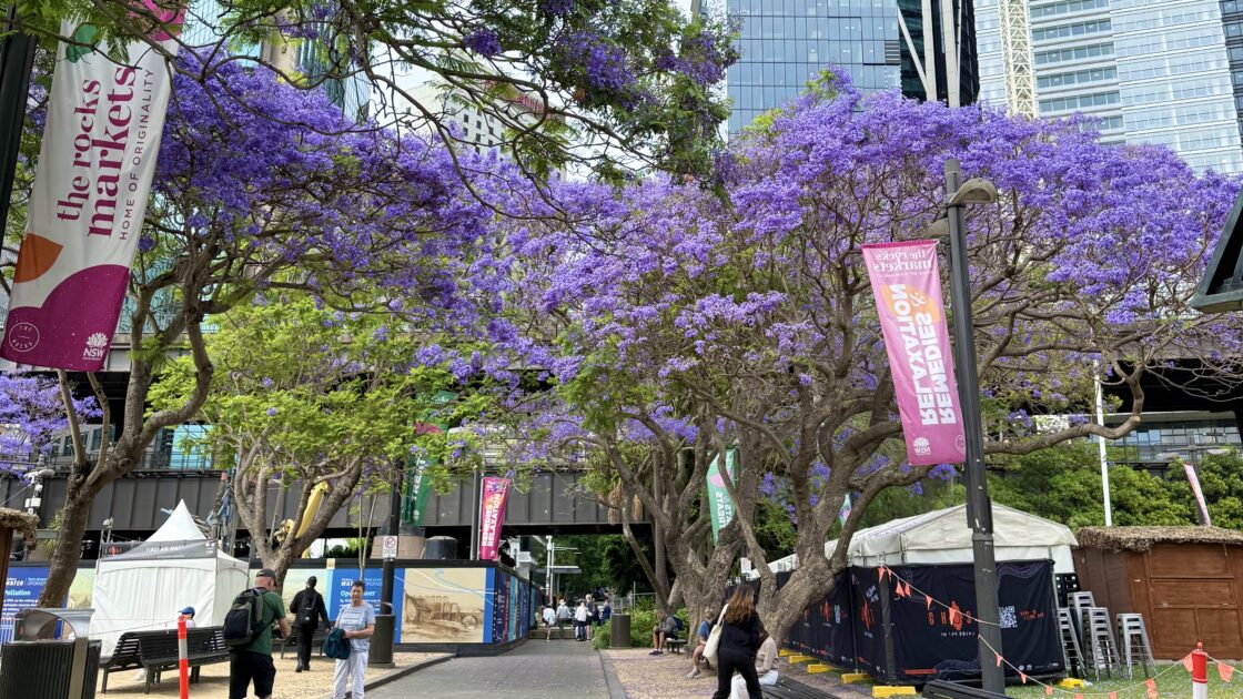 シドニーの街並みと満開のジャカランダ