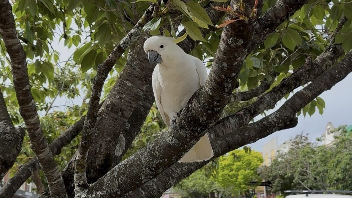 シドニーのルーラの街で出会ったキバタン