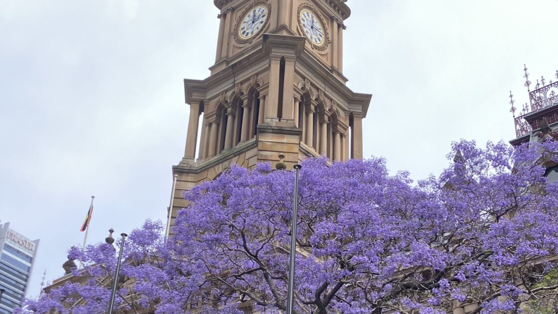 シドニーの街並みと満開のジャカランダ