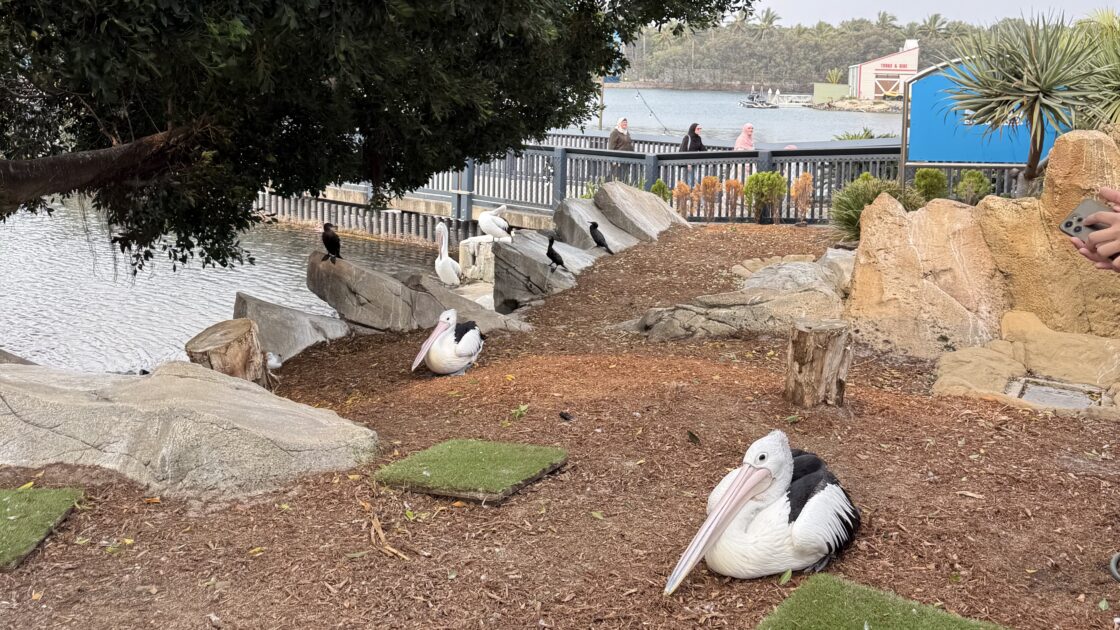 オーストラリアのゴールドコーストのシーワールドにいたペリカン