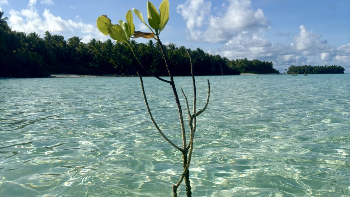 ツバルのアバラウ島（Avalau）で、青い海の中から生えているヤシの木の芽